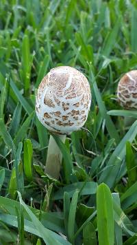 Chlorophyllum molybdites image