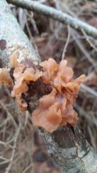 Tremella foliacea image