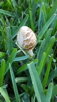 Chlorophyllum molybdites image