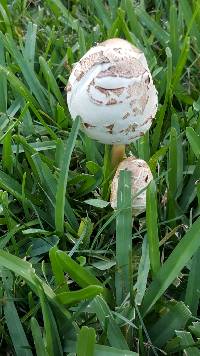 Chlorophyllum molybdites image