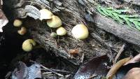 Hypholoma fasciculare image