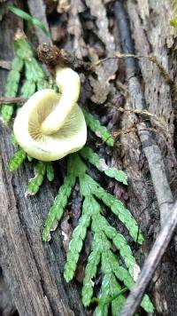 Hypholoma fasciculare image