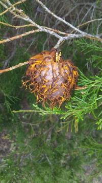 Gymnosporangium juniperi-virginianae image