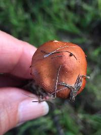 Leratiomyces ceres image