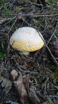 Amanita aprica image