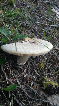 Amanita aprica image