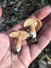 Lactarius rufulus image