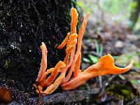 Clavulinopsis sulcata image