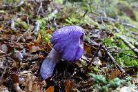 Cortinarius porphyroideus image