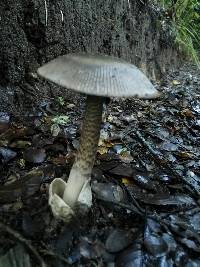 Amanita pekeoides image