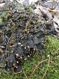 Peltigera canina image