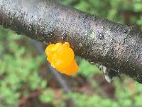 Tremella mesenterica image