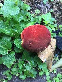 Boletus rubellus image