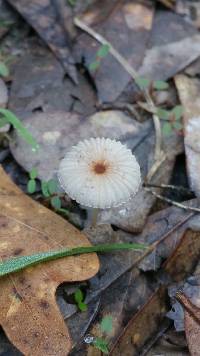 Parasola plicatilis image