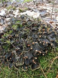 Peltigera canina image