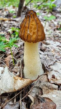 Morchella punctipes image