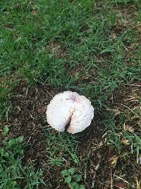 Agaricus campestris image