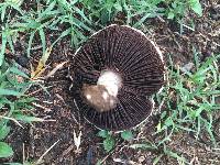 Agaricus campestris image