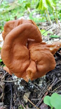 Gyromitra brunnea image