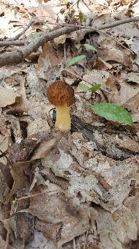 Morchella punctipes image