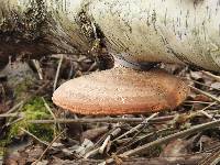 Fomitopsis betulina image