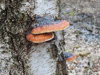 Fomitopsis pinicola image