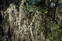 Ramalina menziesii image