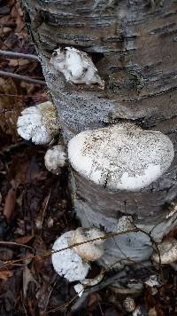 Piptoporus betulinus image