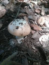 Amanita velosa image