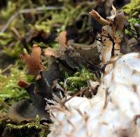 Peltigera canina image