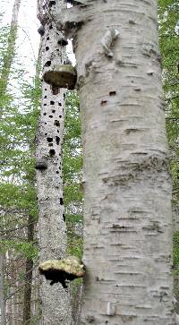 Fomitopsis betulina image