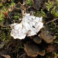 Peltigera canina image