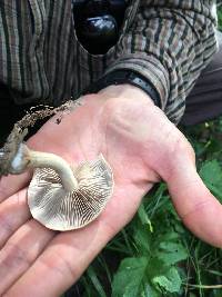 Agrocybe putaminum image