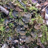 Peltigera canina image