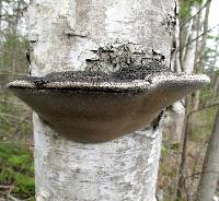 Ganoderma applanatum image