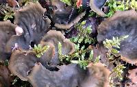 Peltigera canina image