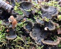 Peltigera canina image