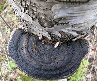 Ganoderma applanatum image