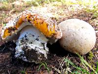 Amanita aprica image