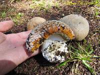 Amanita aprica image