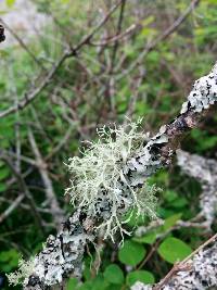 Ramalina farinacea image