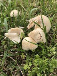 Psathyrella candolleana image