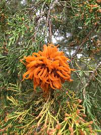 Gymnosporangium juniperi-virginianae image