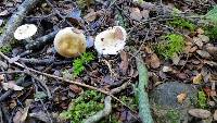 Russula roseopileata image