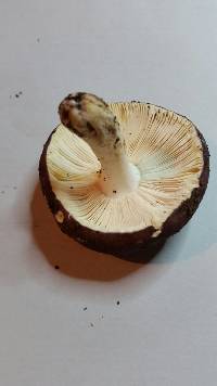 Russula rimulosa image