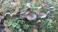 Russula amoenolens image