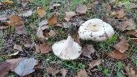 Lactarius pubescens image