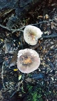 Russula umerensis image