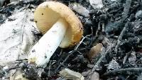 Russula novae-zelandiae image