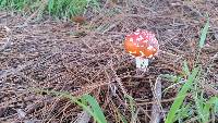 Amanita muscaria image